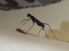 Rainieria antennaepes