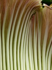 Amorphophallus titanum