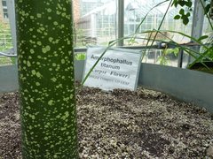 Amorphophallus titanum