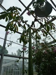 Amorphophallus titanum