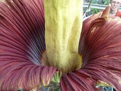 Amorphophallus titanum