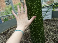 Amorphophallus titanum