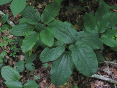 Smilax ecirrhata