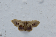 Idaea egenaria