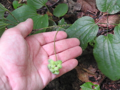 Smilax ecirrhata