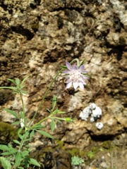 Pterocephalus plumosus