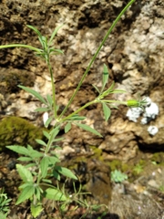 Pterocephalus plumosus