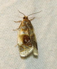 Clepsis melaleucanus