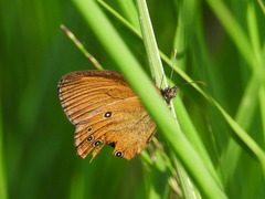 Coenonympha oedippus
