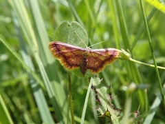 Idaea muricata