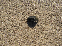 Thanatophilus lapponicus