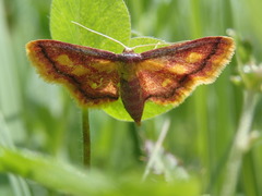 Idaea muricata