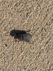 Thanatophilus lapponicus