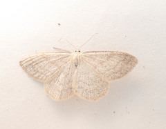 Scopula ternata