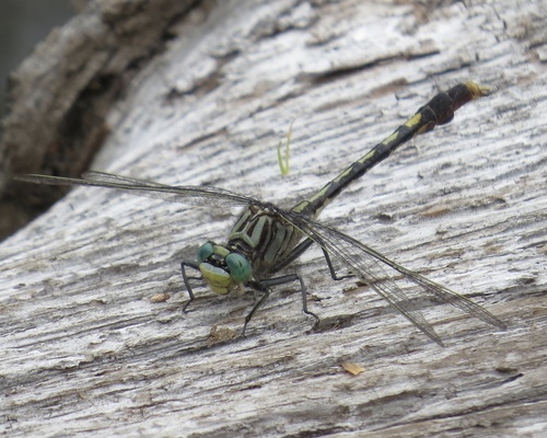 Unicorn Clubtail photographed in Rhode Island