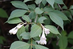 Weigela decora