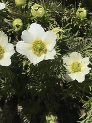 Anemone drummondii