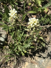 Noccaea fendleri