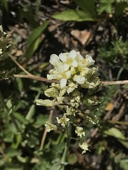 Noccaea fendleri