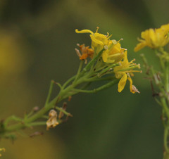 Sisymbrium austriacum
