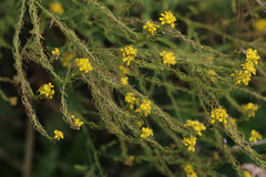 Sisymbrium austriacum