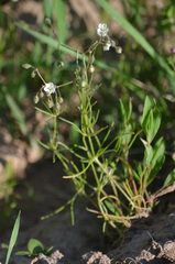 Spergula arvensis