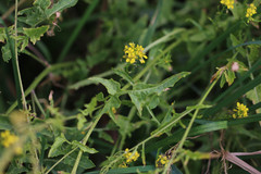 Sisymbrium austriacum