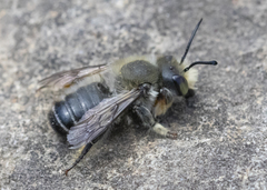 Megachile frigida