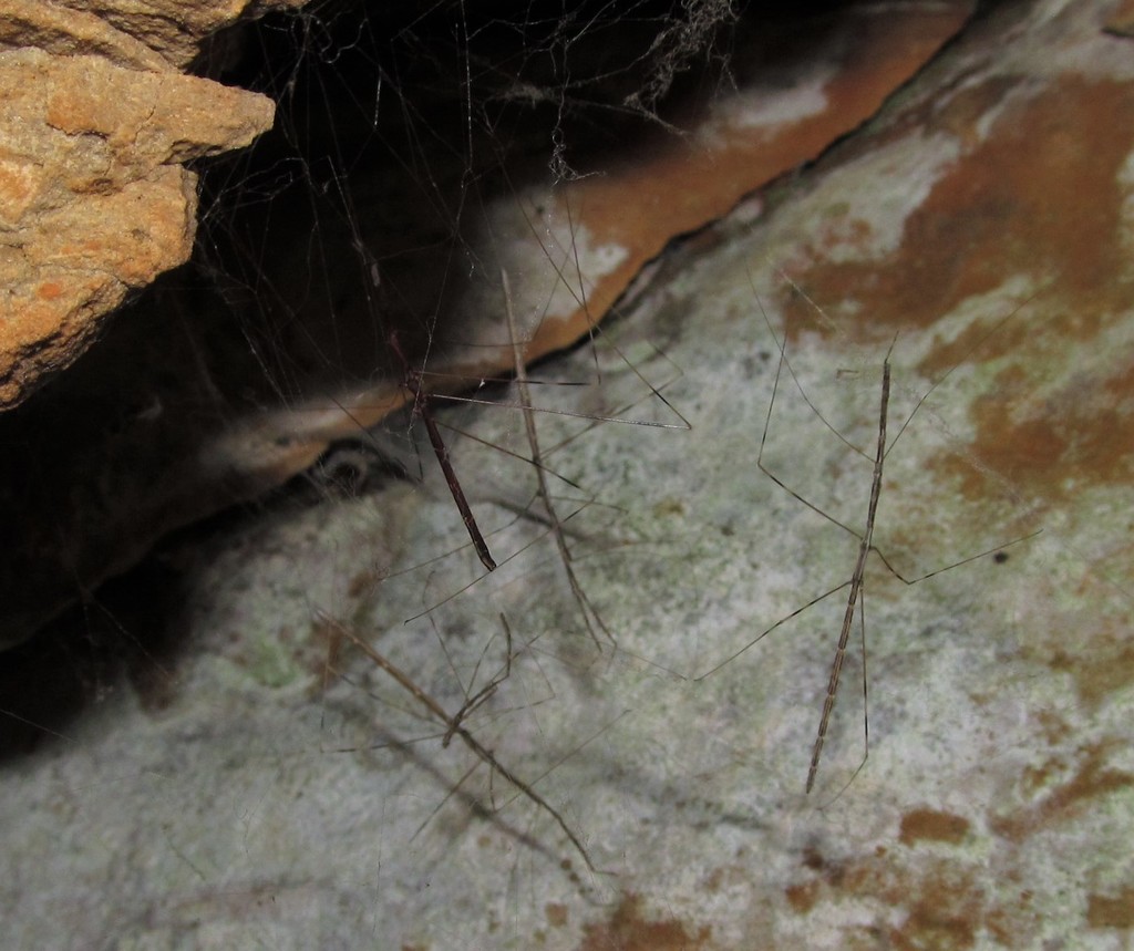 Emesaya brevipennis