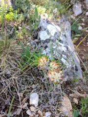 Anthyllis vulneraria boissieri