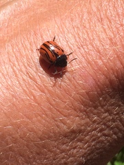 Calligrapha sigmoidea