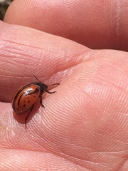 Calligrapha sigmoidea