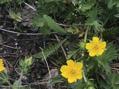 Potentilla drummondii