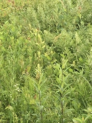 Stenanthium tennesseense
