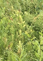 Stenanthium tennesseense