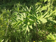 Angelica ursina