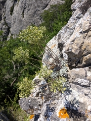 Odontarrhena obtusifolia