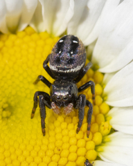 Phidippus clarus