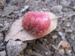 Cynips quercusnubila