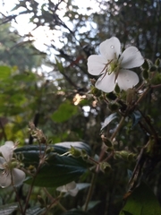 Chaetogastra ciliaris