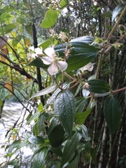 Chaetogastra ciliaris