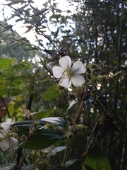 Chaetogastra ciliaris