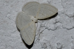 Protitame subalbaria