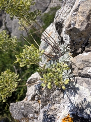 Odontarrhena obtusifolia