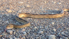 Bogertophis subocularis subocularis