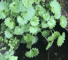 Micranthes odontoloma