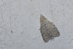 Cnethodonta grisescens