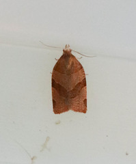 Pandemis cinnamomeana
