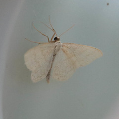 Scopula ternata