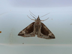 Hypena crassalis